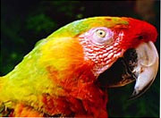 Birds01