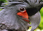 Birds02