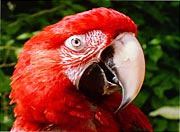 Birds03