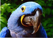Birds04