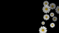 Daisys HD