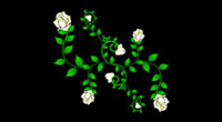 Roses_DeVine_MDE02