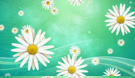 Daisies_on_Green_BG01