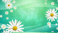 Daisies_on_Green_BG02