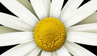 Daisies_on_Green_Wipe