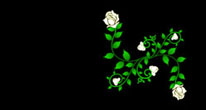 Roses_DeVine_MDE01