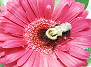 bee1