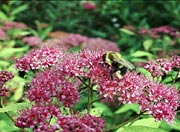 bee2