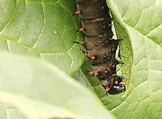 caterpillar
