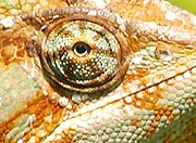 chameleon