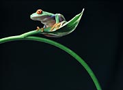frogstudio
