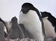 penguinfamily