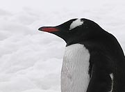 penguinprofile