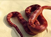 snakecoil