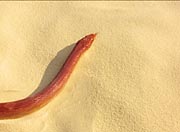 snakehead