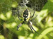 spider